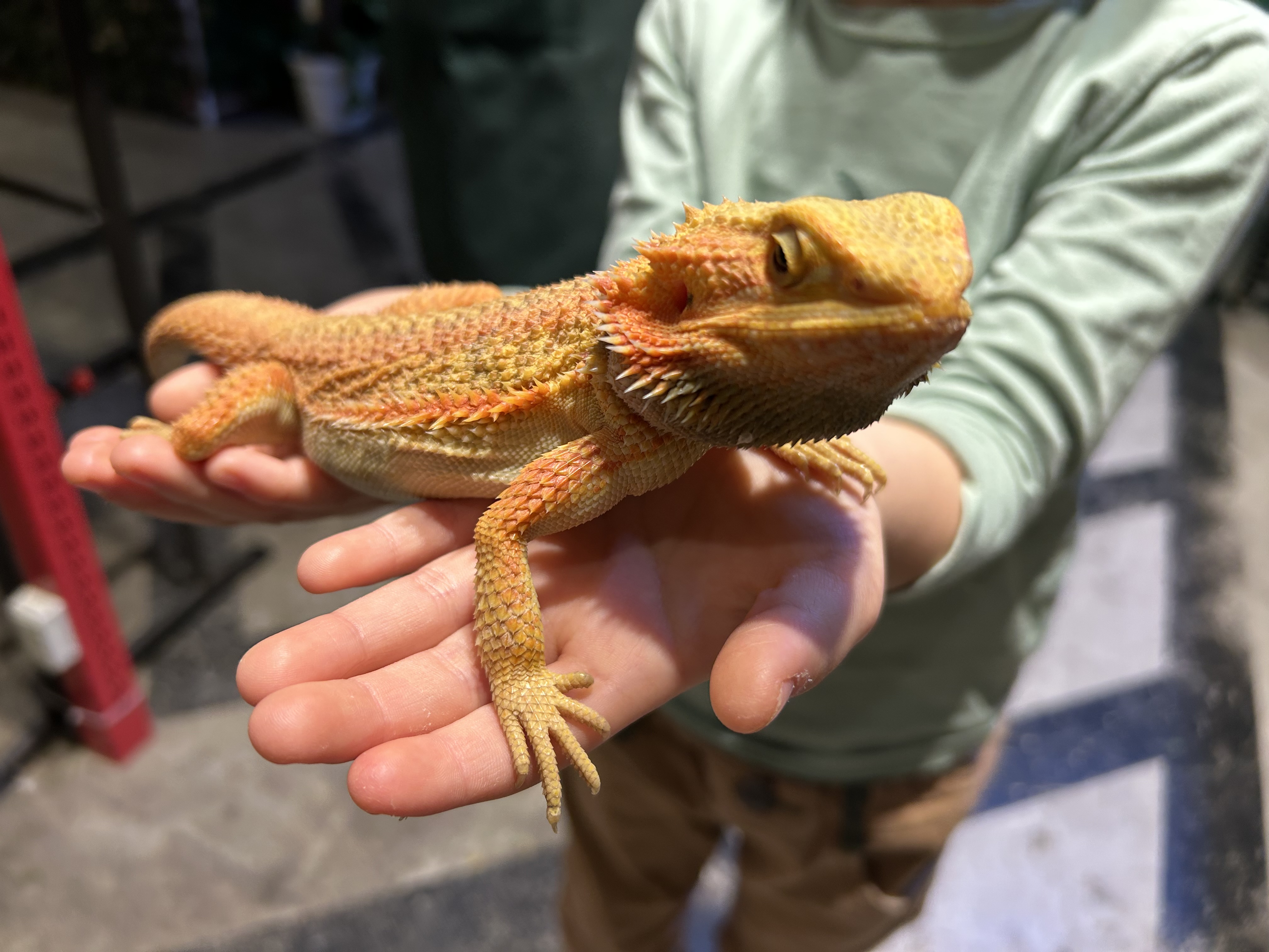 フトアゴヒゲトカゲ