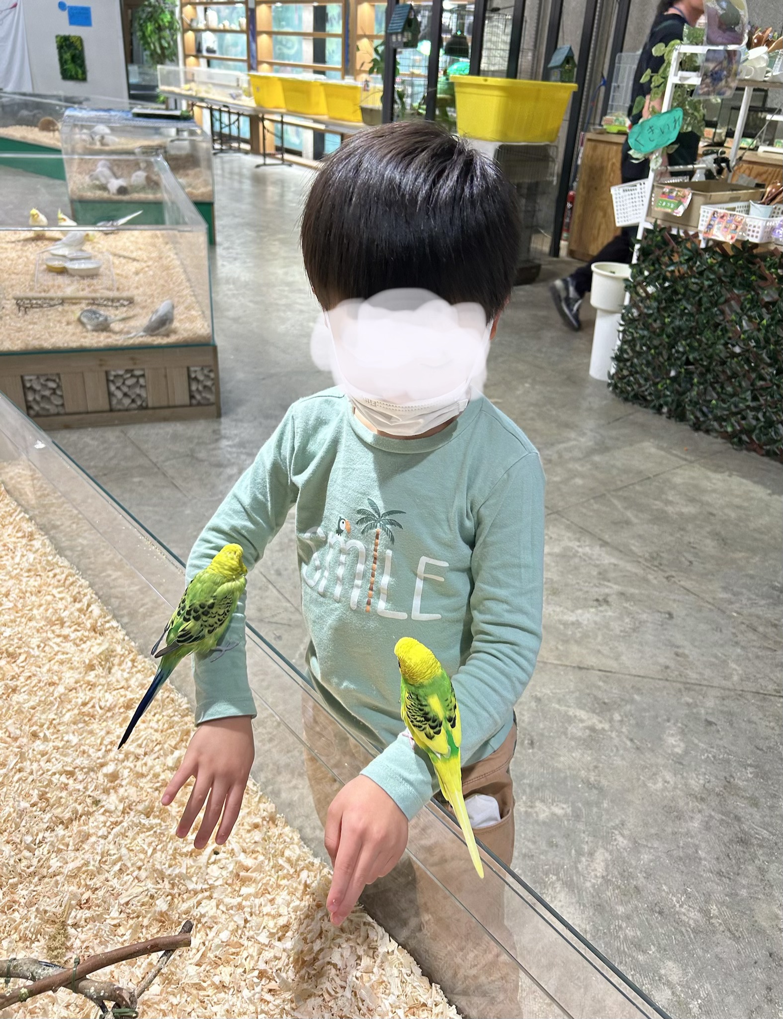 セキセイインコ