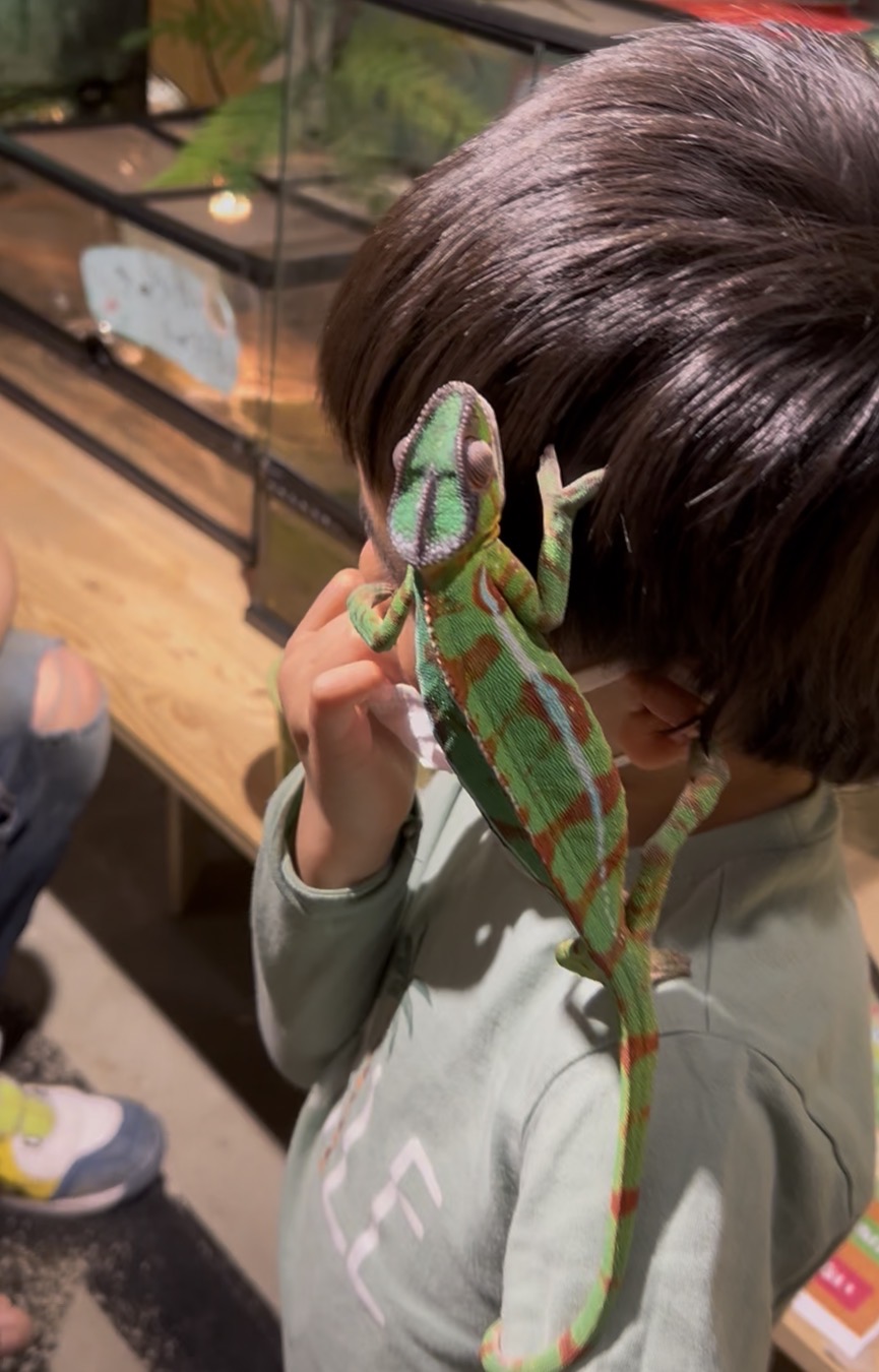 いきもの探検隊（岸和田）｜カメレオンにコオロギをあげたら大人がハマった