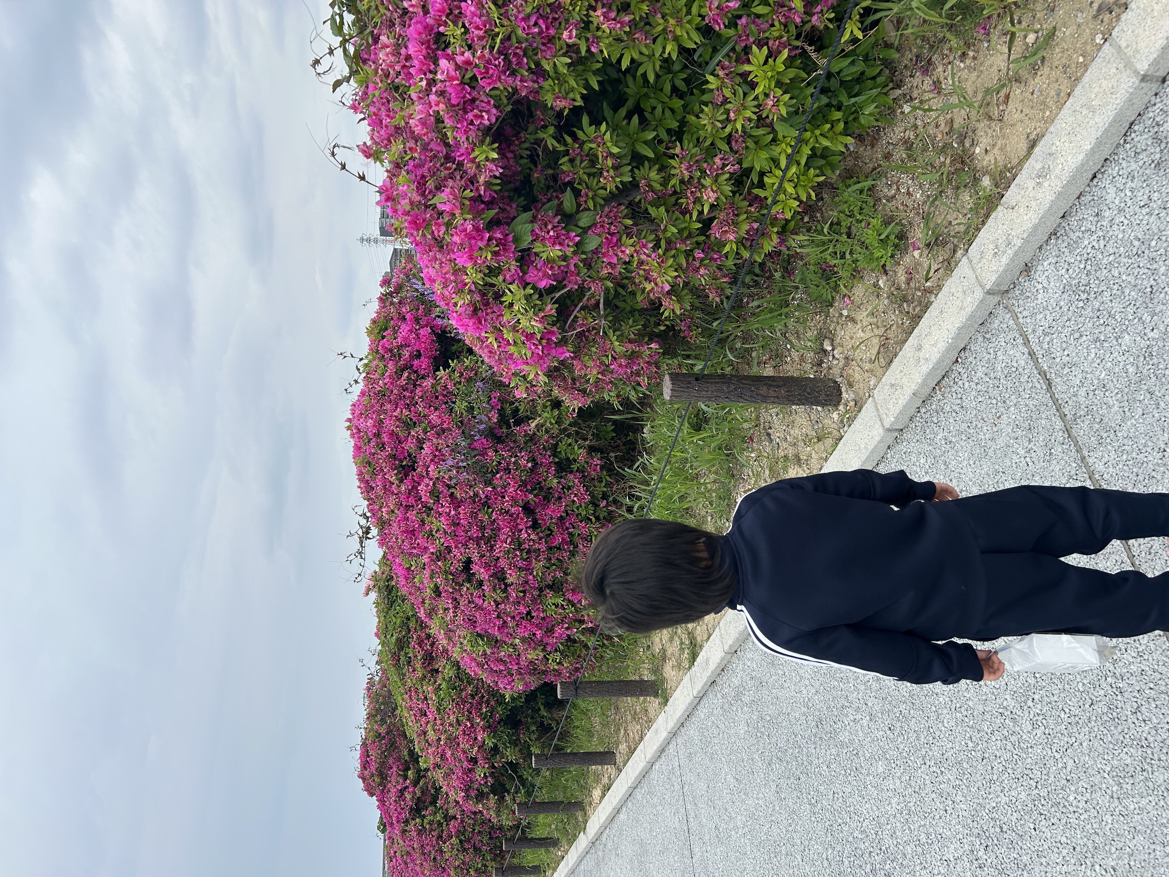 川沿いのつつじ