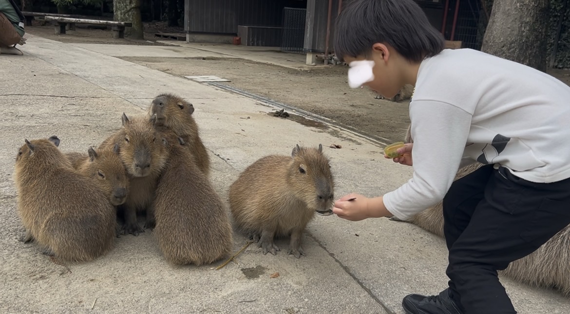 カピバラにごはん