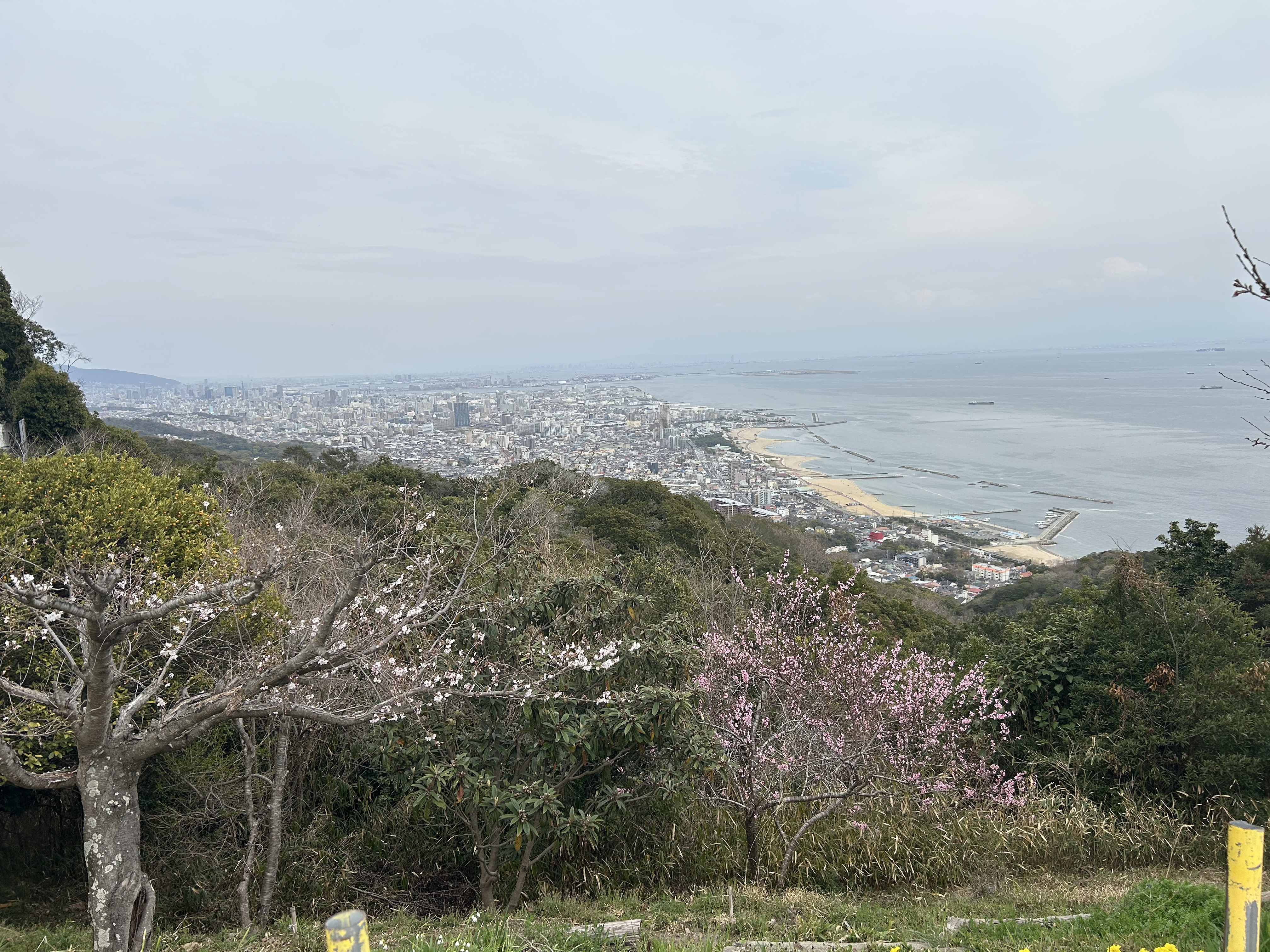 山上から見える桜と瀬戸内海